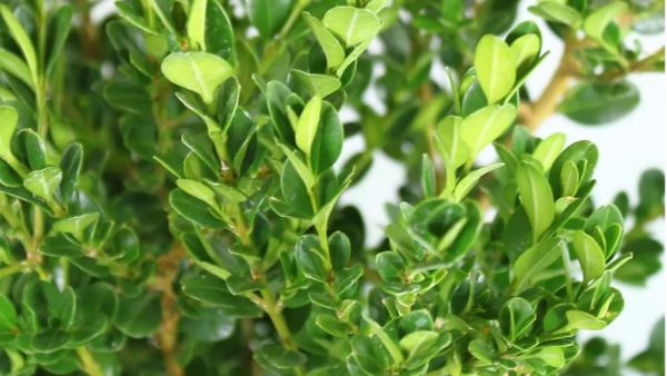 https://www.solopiante.it/piante-da-siepe/20-bosso-faulkner-buxus-sempervirens.html